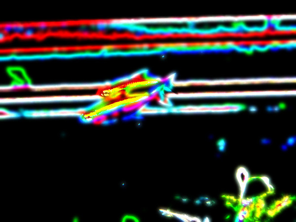 カージナルテトラ
