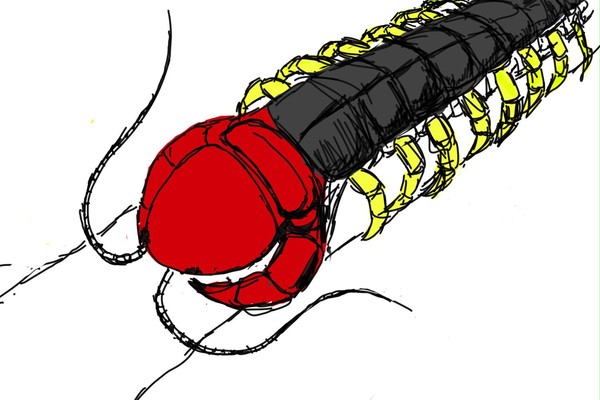 【蟲注意】らくがき