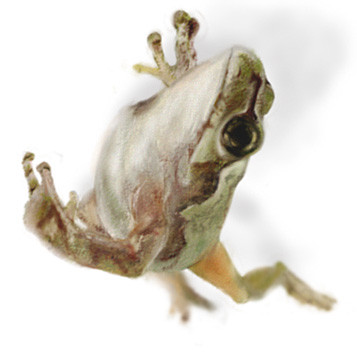 カエル