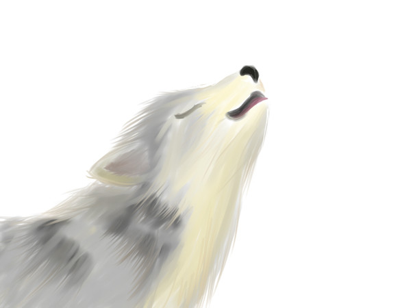 オオカミ