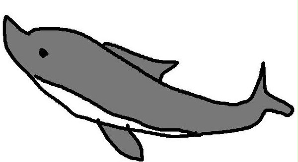 イルカ