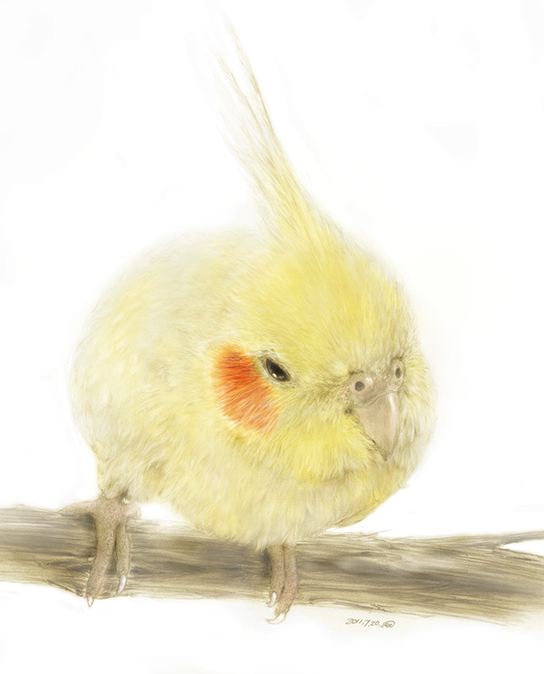 オカメインコ　鉛筆画（ルチノー）色付き