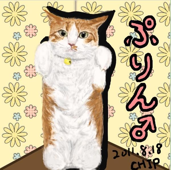 猫