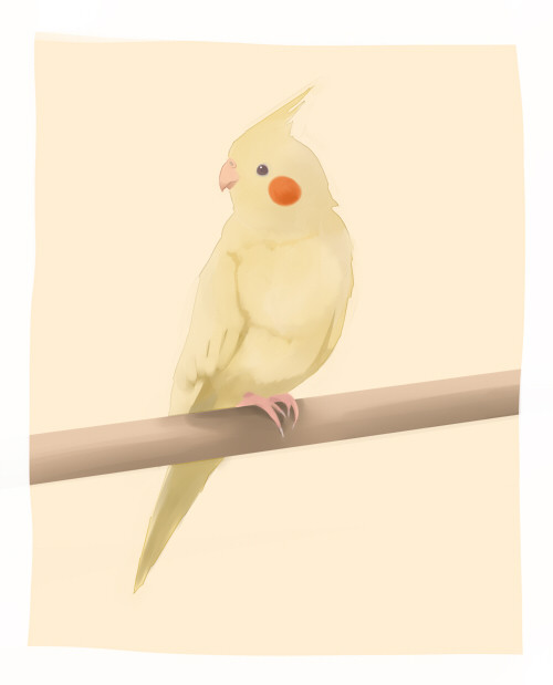 おかめいんこ