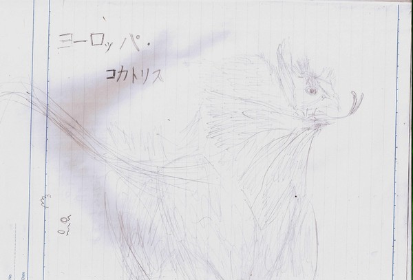 ヨーロッパコカトリス