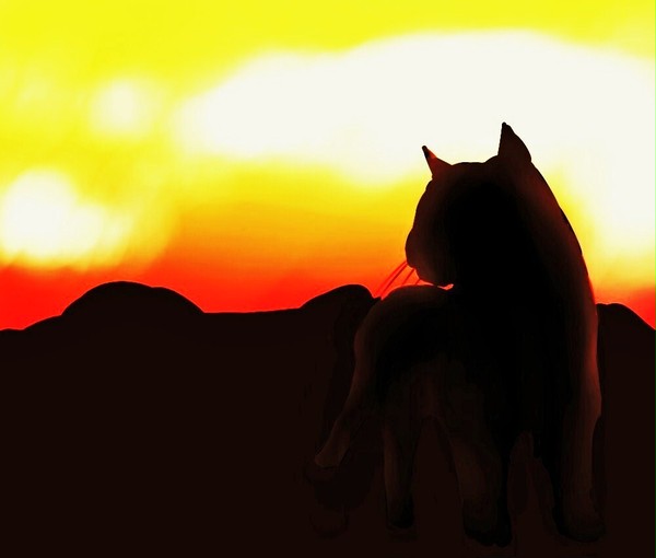 ねこ