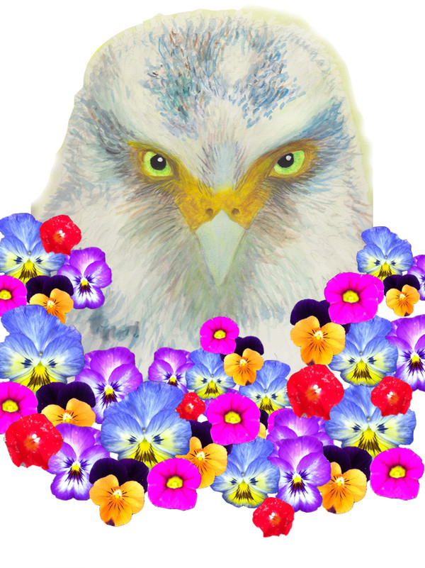 カンムリワシと花