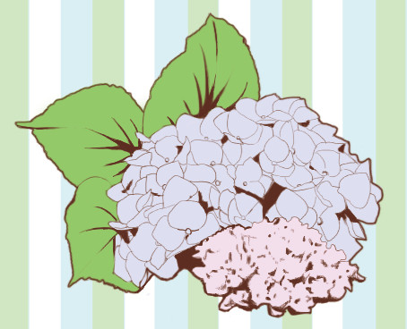 紫陽花