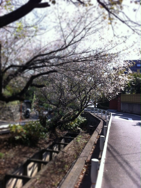 季節外れの桜