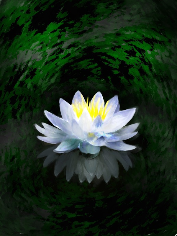 睡蓮