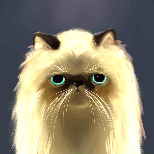 猫