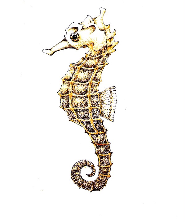 点描　タツノオトシゴ