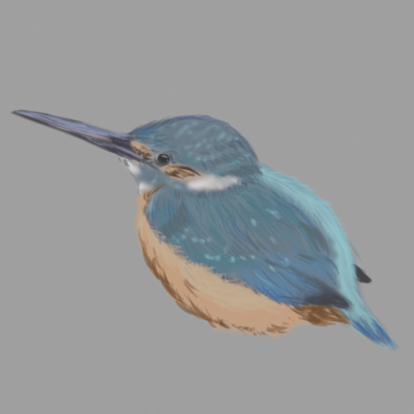 カワセミ