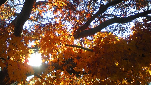 紅葉