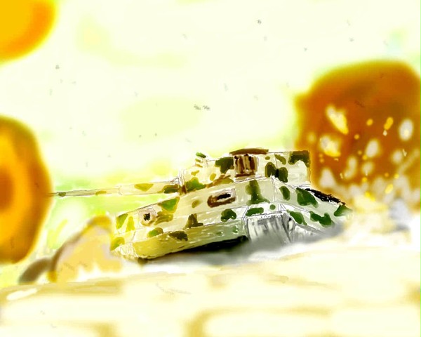 TIGER VOR!!!!!