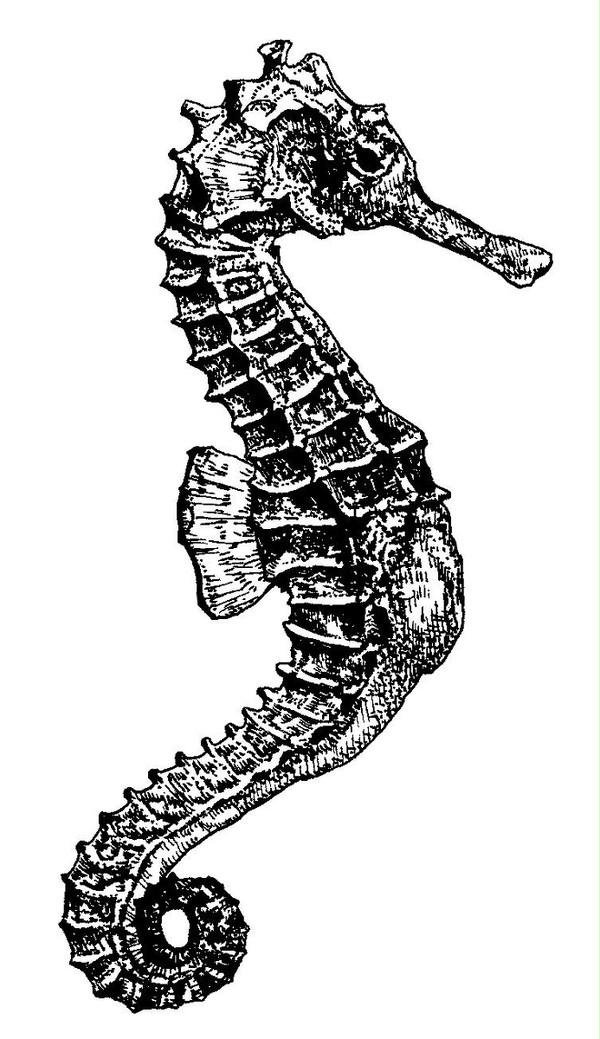 タツノオトシゴ