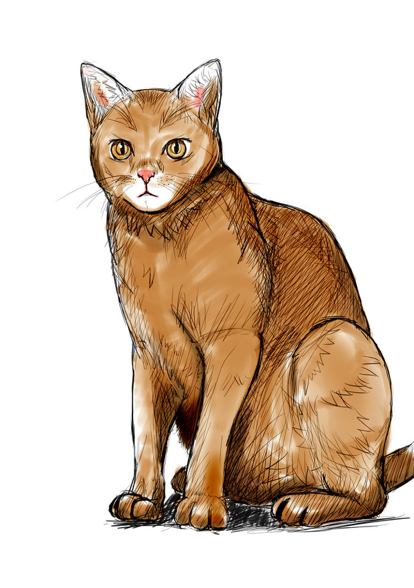 猫