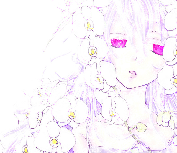 胡蝶蘭