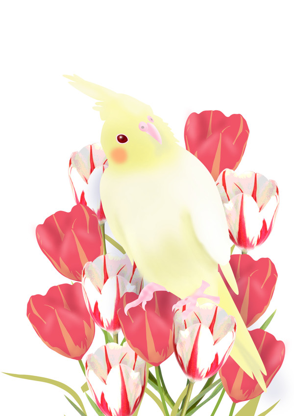 チューリップとオカメインコ