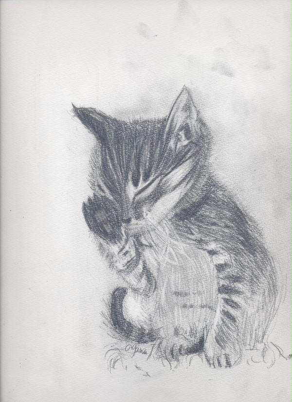 I like cats!!!  Why is cat  cute