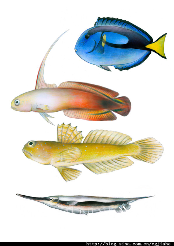 魚2