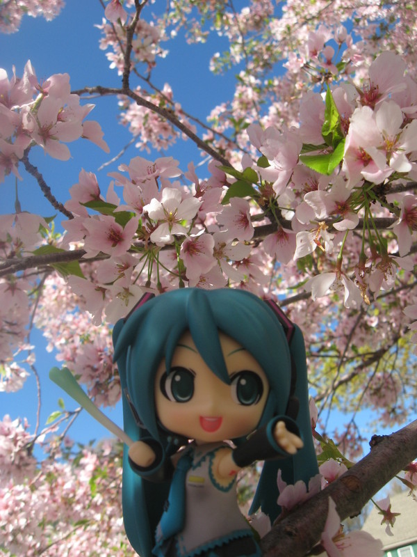 ミクと桜