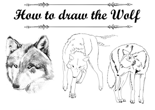 おおかみの描き方 HowtoDraw the Wolf