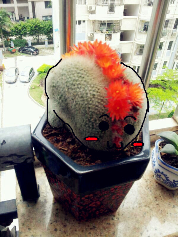 Cactaceae