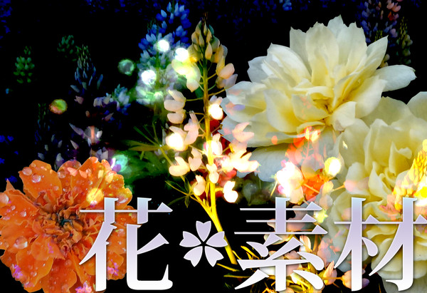 【写真素材】花素材2