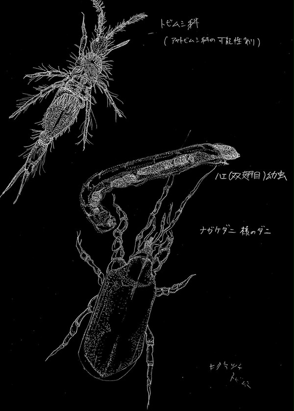 土壌生物