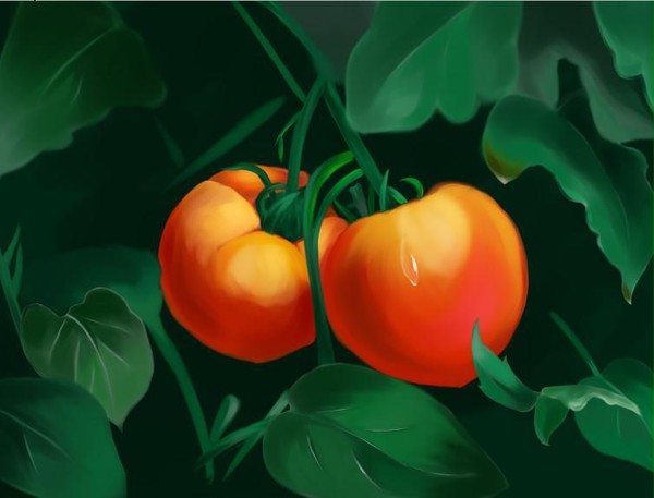 Tomato