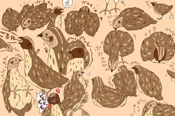 うずらくがき