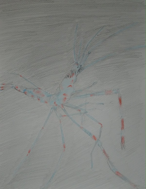 ebi