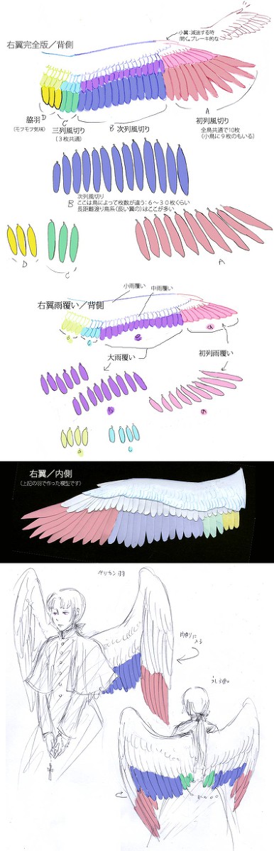 鳥の羽根のつくり - 1/8