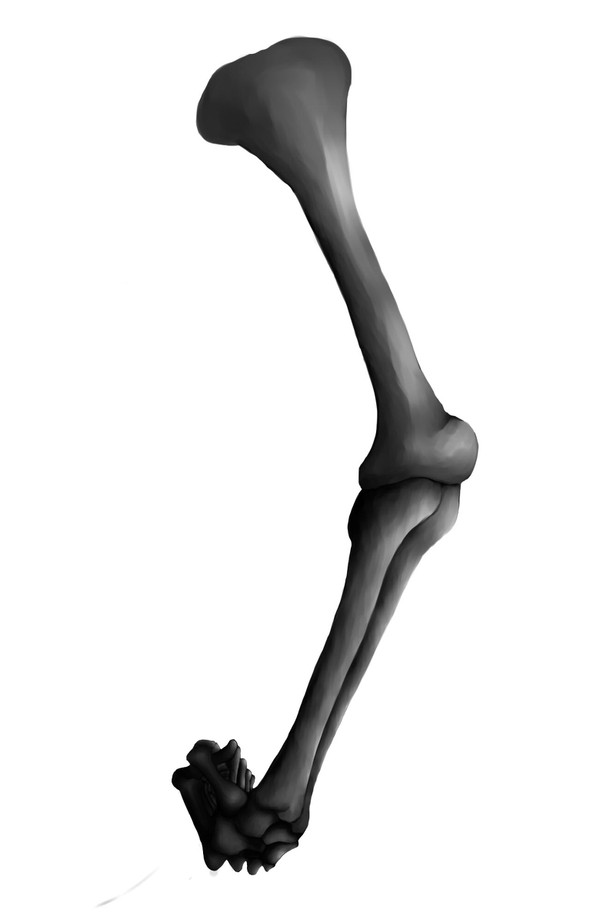 骨