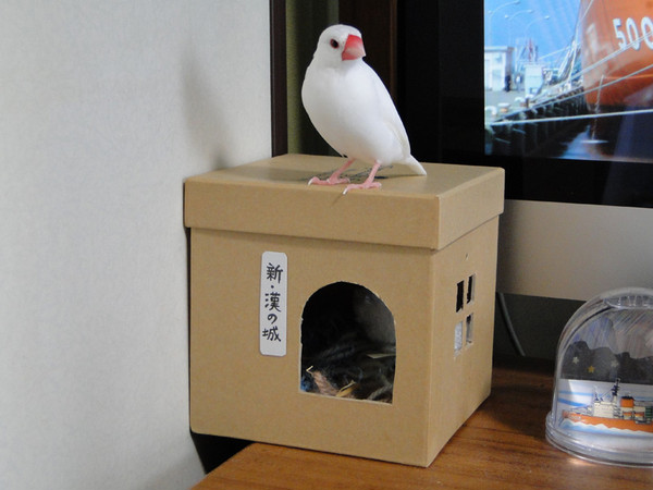 文鳥さんの別宅 劇的ビフォー☆アフター