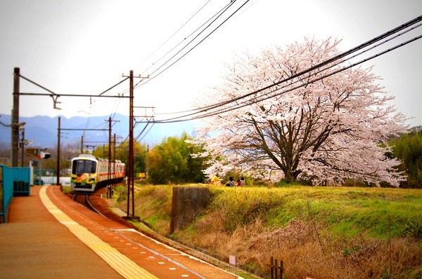 HAPPY☆TRAIN　～サクラと共に～
