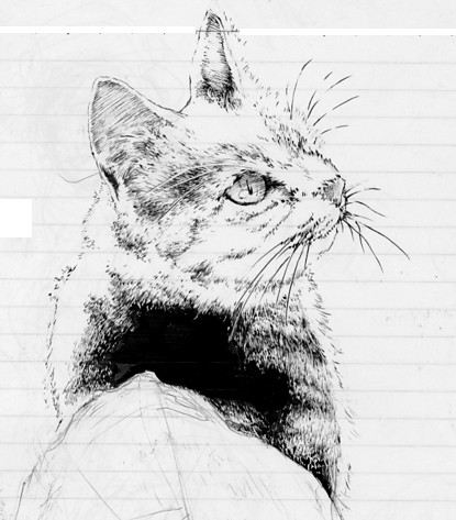 見返り美猫
