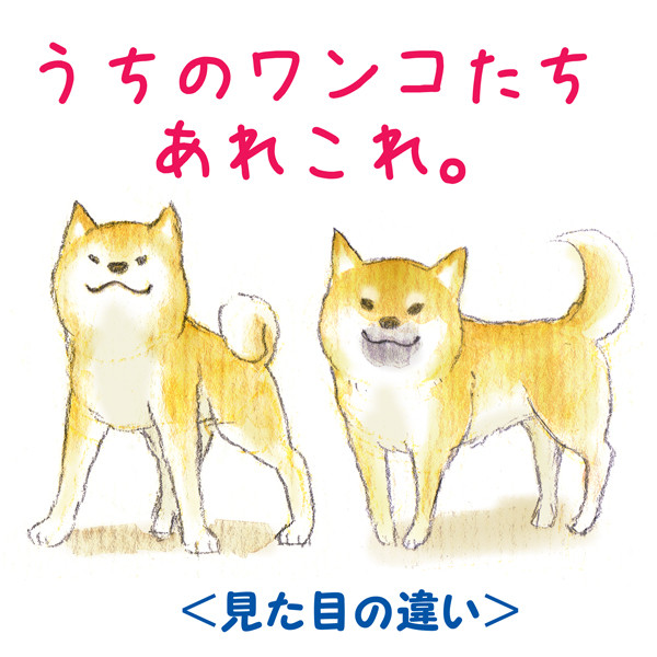 我が家のわんこ観察メモ