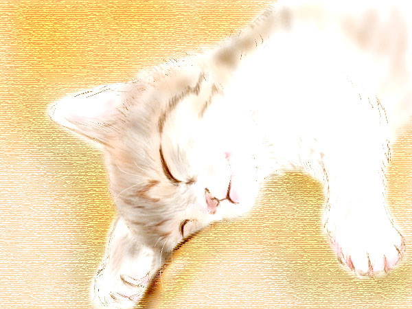 猫