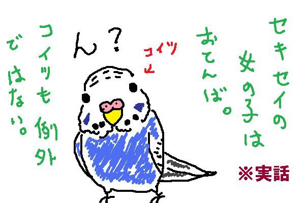 【絵日記風】おてんばインコ