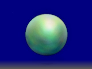 クラゲもどき