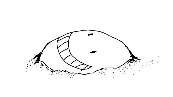 たこつぼ