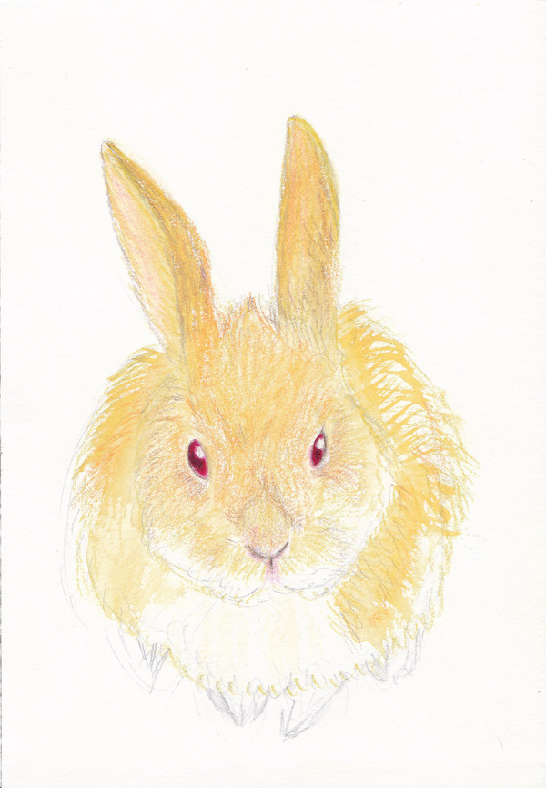 うさぎ