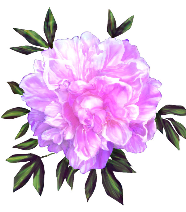 芍薬