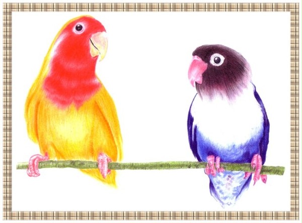 色鉛筆でインコ