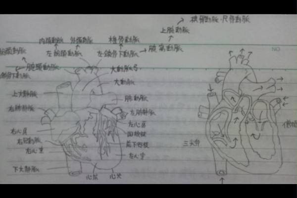 心臓