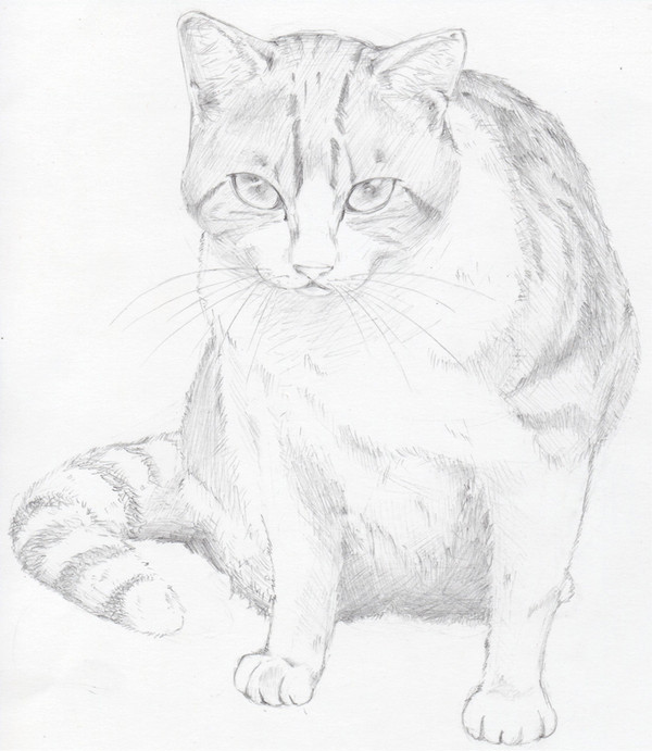 にゃんこ模写