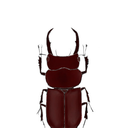 コクワガタ