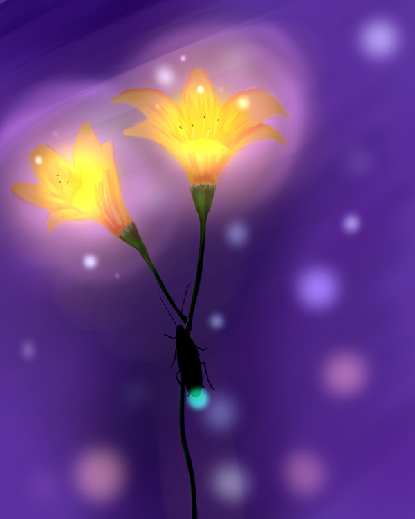 夜の花